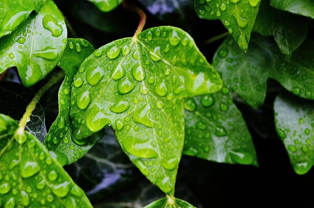 Ivy Leaf Hedera helix Remedio Natural para Aliviar la Tos Aguda | Fuentes científicas fiables sobre la Hiedra para la tos