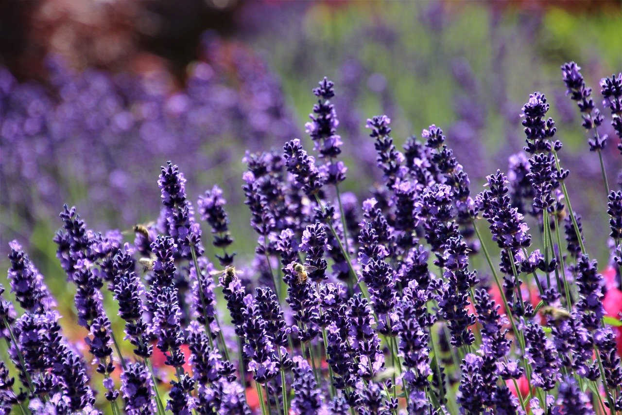 Comprar Melatonina Pura o Combinada para Dormir mejor 1 La Lavanda coadyuvante de la Melatonina para Dormir Bien Rápido